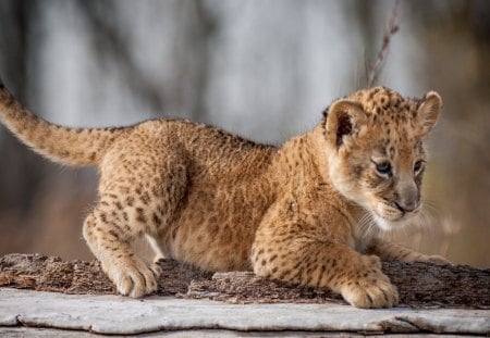 Leopard - lion, cat, animals, eyes, leopard, wild, animal, cute, little