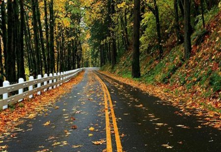 OnePath - trees, road, white guardrail, leafs