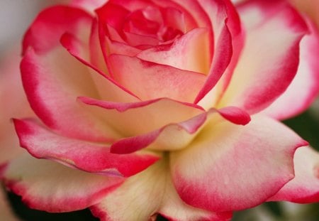 Rose - pretty, red edges, rose, pink