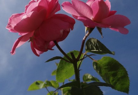 Waiting for Spring - nature, roses, leaves, flowers, spring