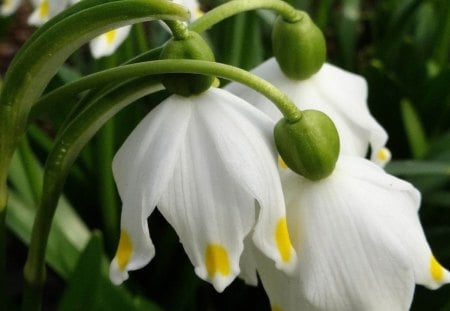 Waiting for Spring - white, nature, bloom, flowers, spring