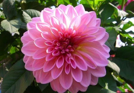 Pink Dahlia - dahlia, flower, pink, nature