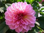 Pink Dahlia