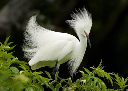 Lovely White Bird - bird, trees, white, nature, animals