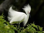 Lovely White Bird