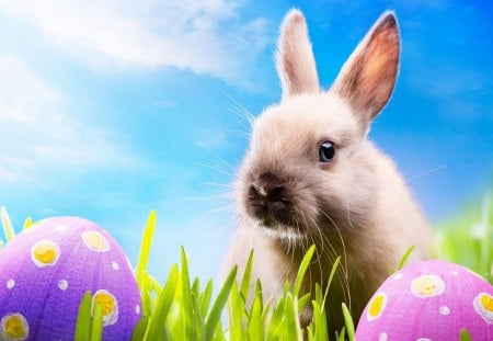 Happy easter for all animal lovers! - rabbit, animal, holiday, easter, egg