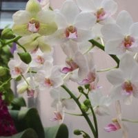 Delicate orchids