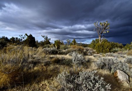 mojave desert - nature, fun, field, desert