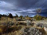 mojave desert