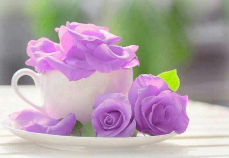 purple roses - roses, style, still life, purple