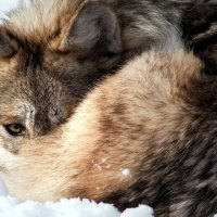 Resting in Snow