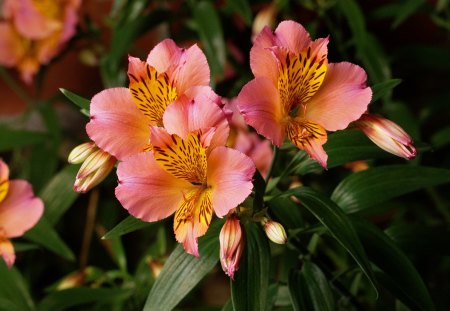 Alstroemeria - Lilies of the Incas - summer, flower, pink, aurea, spring, yellow, saturne, alstroemeria, nature, green