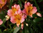 Alstroemeria - Lilies of the Incas