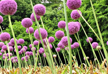 Allium Giganteum - summer, spring, nature, purple, pink, green, tree, garden, allium giganteum, flower