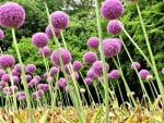 Allium Giganteum