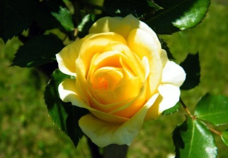 Closeup - pretty, sunlight, green leafs, yellow rose