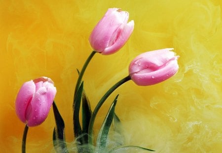 Pink Tulips - pretty, yellow background, yellow smoke, pink