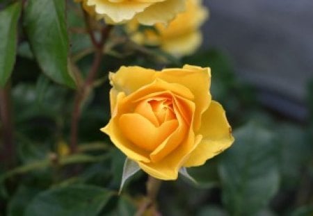 Pretty - color, fresh, yellow, roses