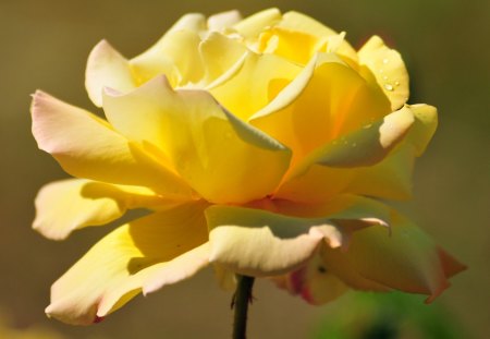 Yellow Rose - pretty, Full bloom, gorgeous, yellow rose