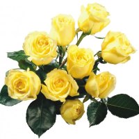 Yellow Roses