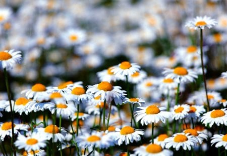 DAISIES - sunny, meadow, bright, flowers, field, daisies