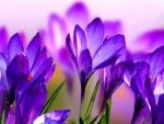 CROCUSES