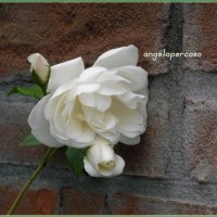 rosa bianca