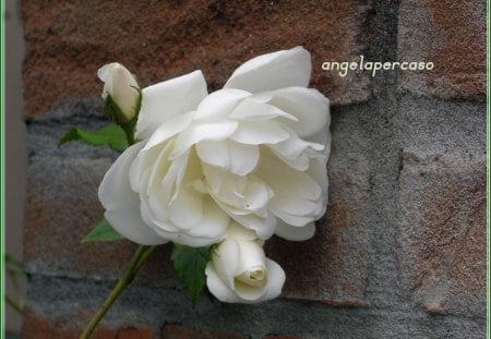 rosa bianca - flowers, muro vecchio, white wall old nature, natura, fiori, rosa bianca, pink