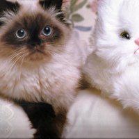 Who is the real cat?