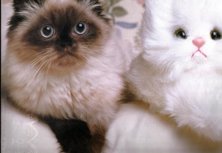 Who is the real cat? - feline, cute, paws, stuffed toy, cat