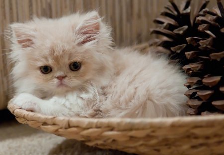 White kitten - white, basket, pinecone, kitten