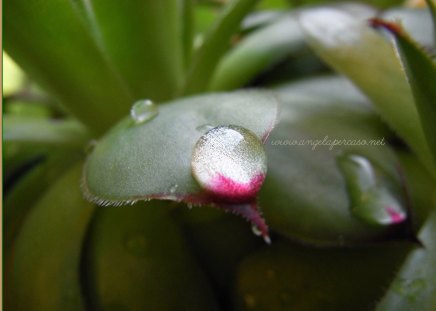 una goccia di pioggia - raindrops, flowers, nature, pioggia, piante, rain, natura, plants, fiori, gocce di pioggia