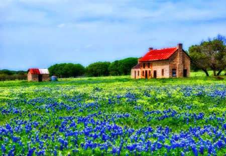 Hill country bluebonnets - quiet, hills, summer, silence, cabin, grass, meadow, spring, calmness, field, cottage, sky, bluebonnets, clouds, house, greenery, trees, freshness, village, nature, green, serenity, peaceful