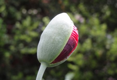 Opening Up to the World. - flowers, rosebud, rose, flower