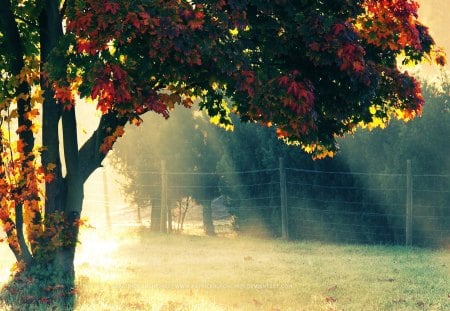 autumn morning - morning, forests, sun, autumn