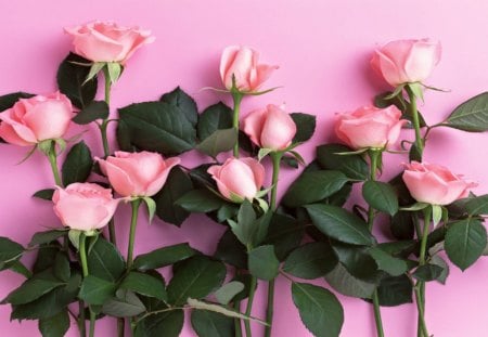 Beautiful Flowers - pretty, roses, pink, pink background