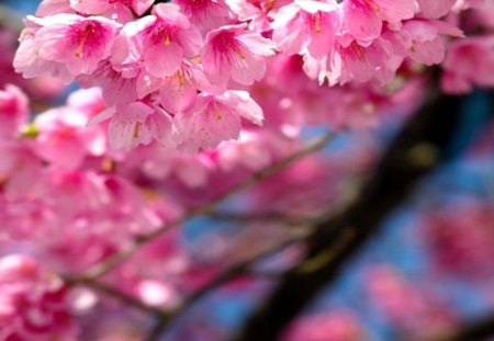 Beautiful pink blossoms - pretty, blossoms, pink, other