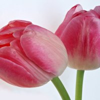 Beautiful Tulips