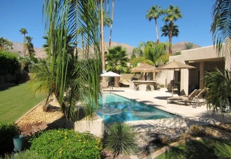 Garden in Palm Springs California America USA - palm trees, oasis, california, peace, sanctuary, swimming, mountains, escape, america, palm springs, desert, pool, garden, usa, retreat