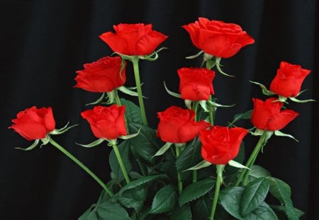 Beautiful Red Roses - Pretty, roses, beautiful, other