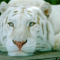 Beautiful White Tiger