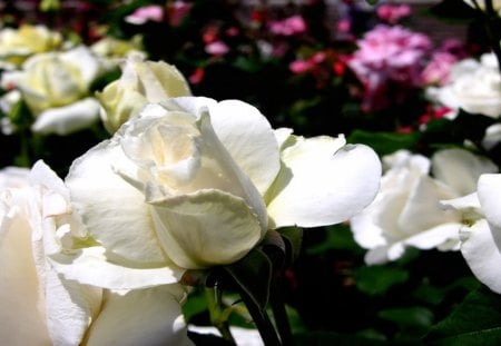 Beautiful White Roses - pretty, roses, pink flowers, other