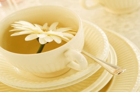 Flower in Teacup - tea, daisy, other, cup