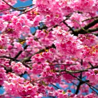 Flowering Tree