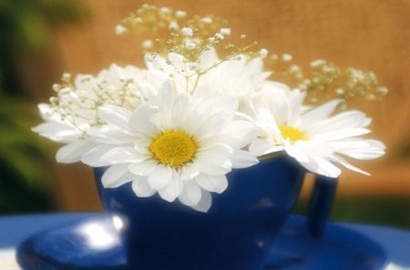 Flowers in cup - pretty, decoration, blue cup, blue saucer, Daisies