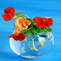 Flowers in glass vase