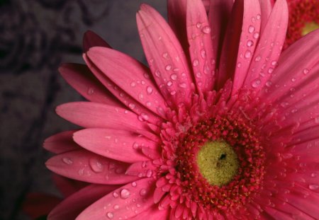 Gerbera with water drops - water, pretty, dark pink, gerbera