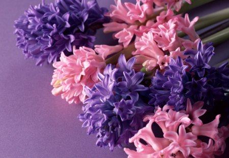 Hyacinths - pink, Flowers, purple, Spring