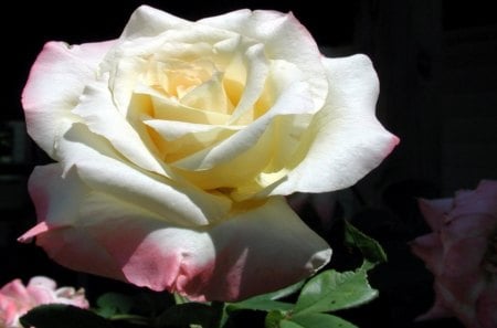 Nature's Flower - white, yellow, pink, beautiful, rose