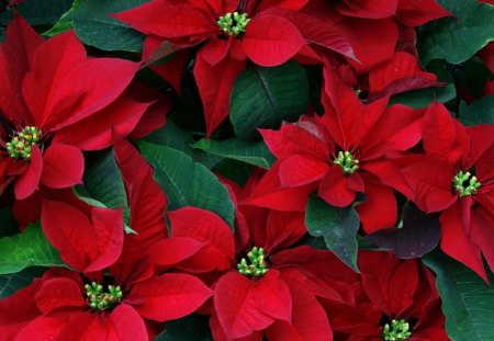 Red - flowers, beautiful, red, green